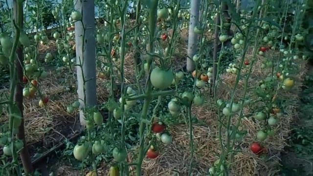Выращивание томатов в теплице, посадка и уход. Часть 2