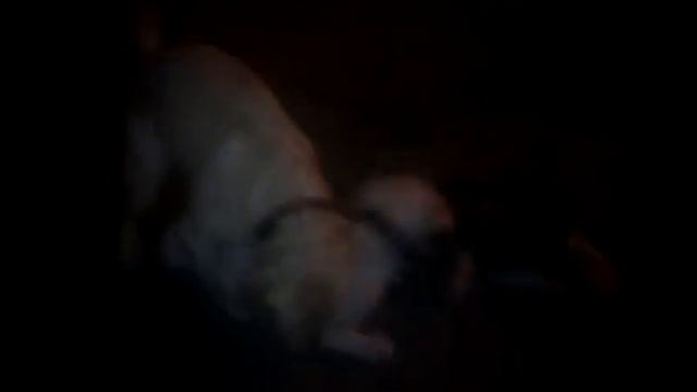 Лабрадоры гуляют смотреть онлайн