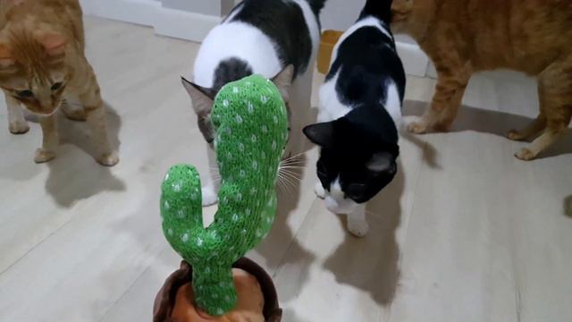 Cats VS Dancing Cactus#dancingcactus