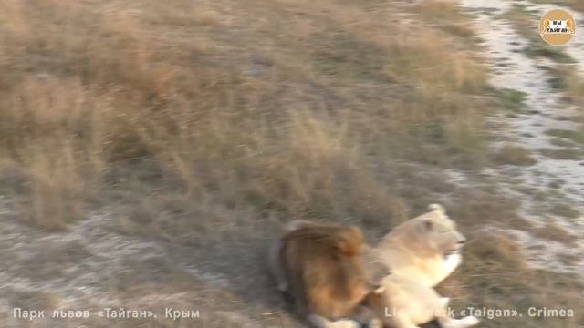 Ветер перемен продолжается. Олежка, Чук и Беляши. Львы. Тайган. Lions In Taigan Park