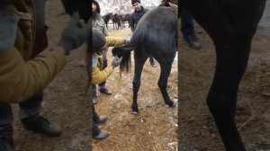 Как правильно завязать Хвост лошади без подручных средств | Мастер класс