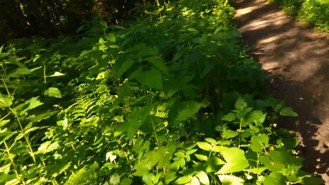 Крутое соло на укулеле - Алексей Левин смотреть онлайн
