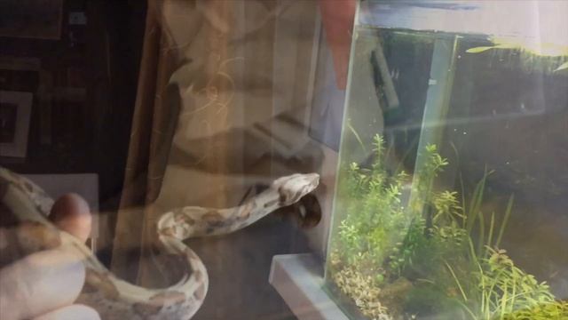 Мой удав boa constrictor imperator Вендель смотреть онлайн
