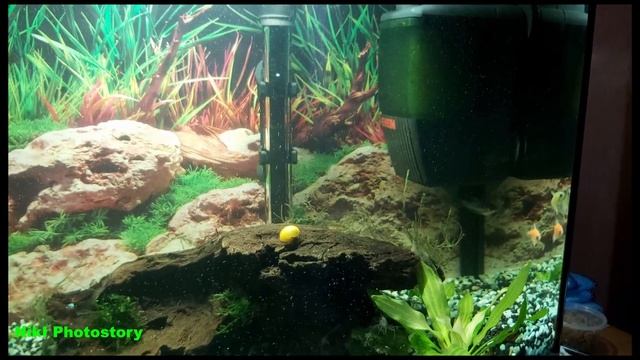 Запустили аквариумных креветок к рыбкам?Совместимость? Креветки в общем аквариуме.Подводный мир дом смотреть онлайн