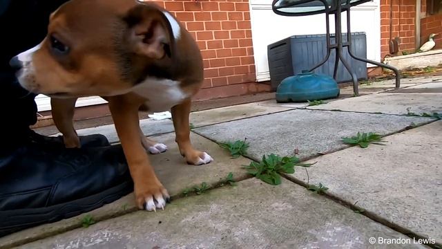 Playing with little doggo смотреть онлайн