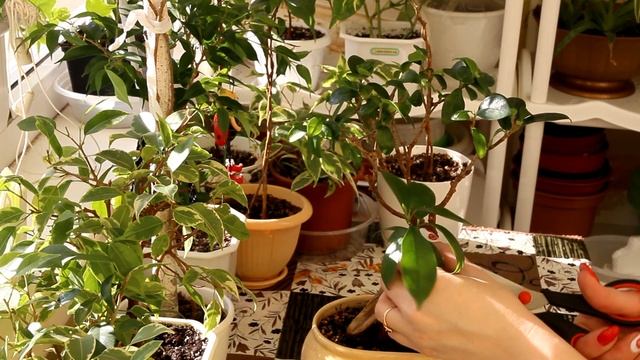 Весенняя обрезка фикусов. [Надежда и мир] смотреть онлайн