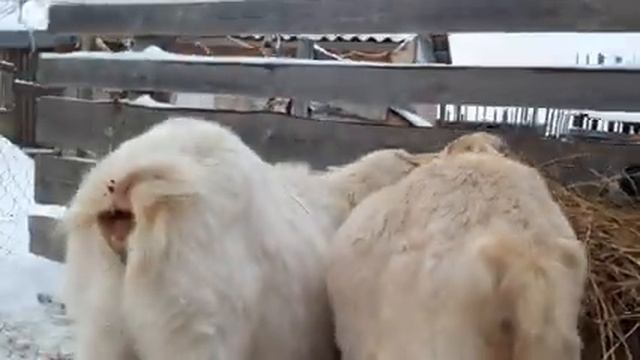 Какое вымя должно быть у козы и коровы.?? смотреть онлайн