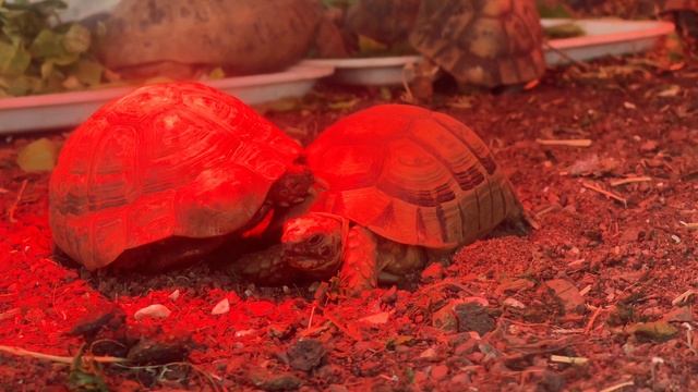 ХАЙФА | ИЗРАИЛЬ | РЕПАТРИАЦИЯ В ИЗРАИЛЬ | КАК МЫ ПРОВОДИМ ВРЕМЯ смотреть онлайн