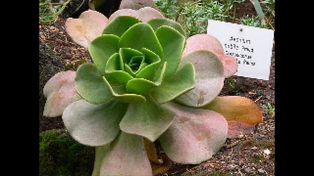 Aeonium | Dictionnaire français audio смотреть онлайн
