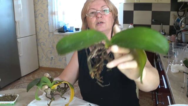 Реанімація орхідей. Перший етап. Фікус та розумний горщик з автополивом. смотреть онлайн