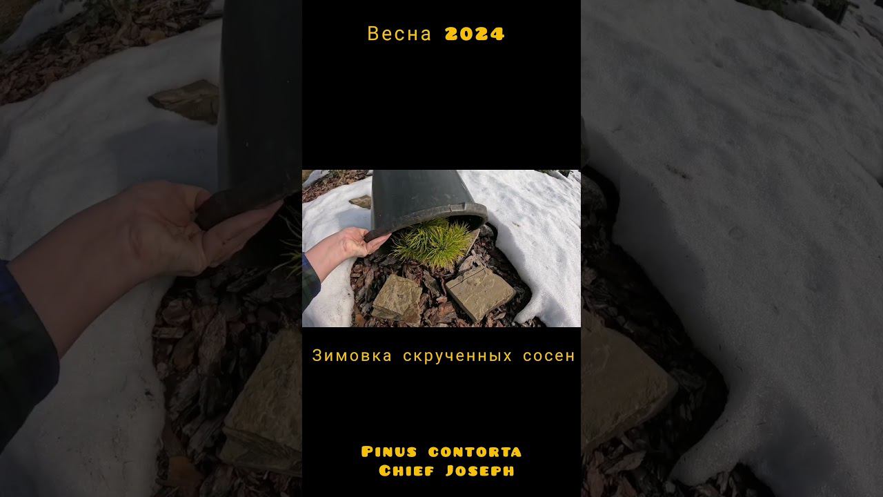 Зимовка капризуль! Сосна скрученная Шеф Джозеф(Pinus contorta Chief Joseph) смотреть онлайн