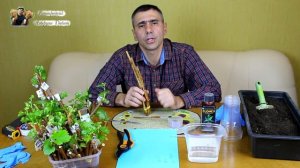 Проращивание черенков винограда, 100% результат !!!