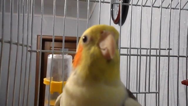 Попугай корелла поет. Пение кореллы Тимошки смотреть онлайн