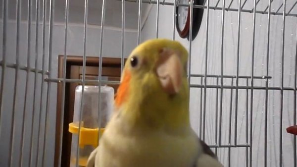 Попугай корелла поет. Пение кореллы Тимошки