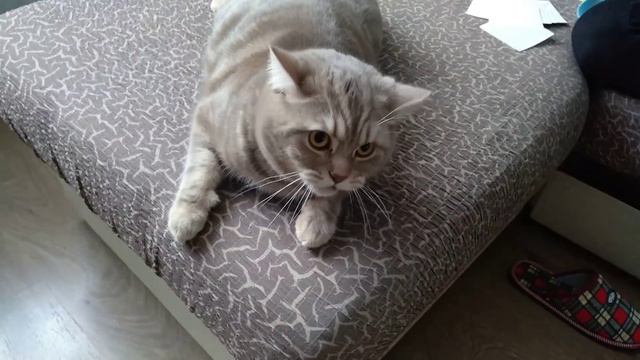 Кот говорит отойди ото убью. смотреть онлайн