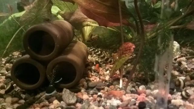 L181 Звёздчатый анциструс Ancistrus Dolichopterus и прочие донные