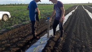 Рассадопосадочная машина ручная (Ручной Трансплантатор) внутренний ø трубы 60 мм (2 ручный)