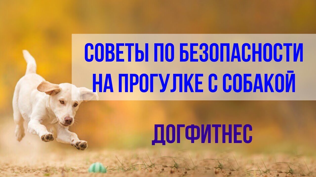 Прогулки с собакой - правильные советы безопасности. Курс по Дог-Фитнесу.