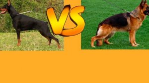 доберман против немецкой овчарки.