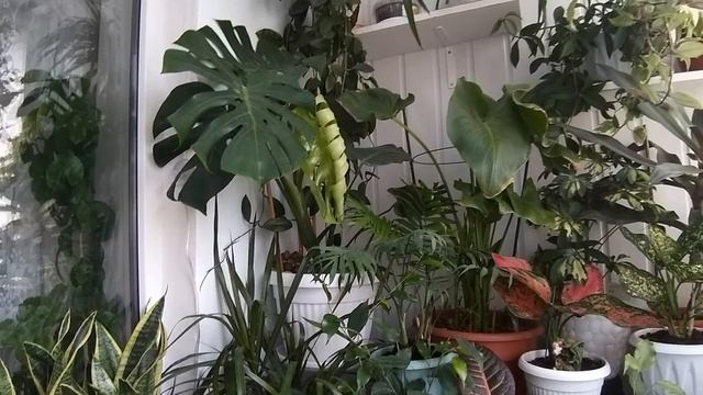 ВЛОГ. УТРОМ НА РАБОТУ. НОВАЯ ПРИЧЁСКА. В ГОСТЯХ У МАМЫ. КУПИЛИ ДЫНИ. МОЯ МОНСТЕРА. смотреть онлайн