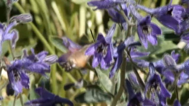 Hummingbird hawk-moth / Языкан обыкновенный / Macroglossum stellatarum смотреть онлайн