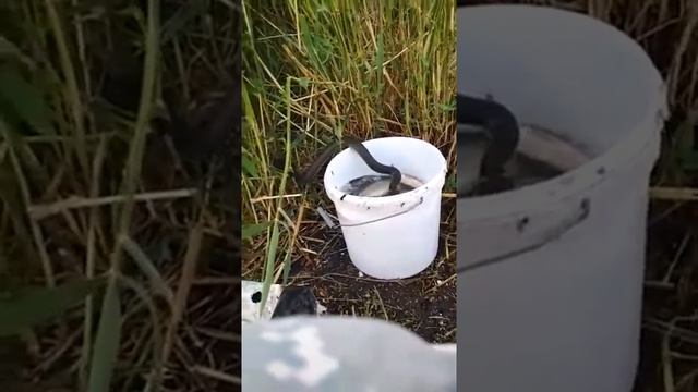 Уж рыба сожрал рыбу утащил рыбу ржака смотреть до конца смотреть онлайн