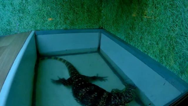 Террариум в Николаевском зоопарке - ящерица смотреть онлайн