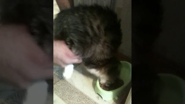 кот пылесос))) смотреть онлайн