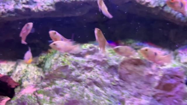 Epic Tour Of The Most Interesting Fish Store - Unimati