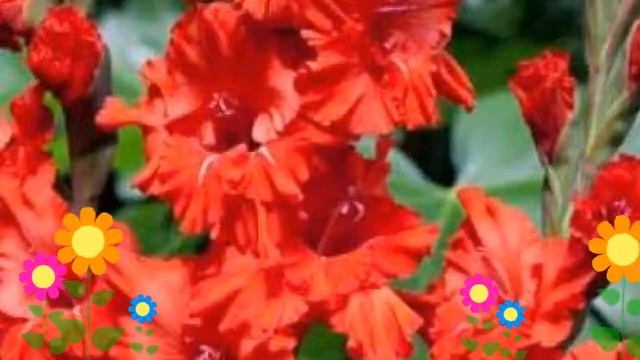 Гладиолус гибридный (Fire Frizzles). Краткий обзор, описание характеристик, где купить луковицы смотреть онлайн