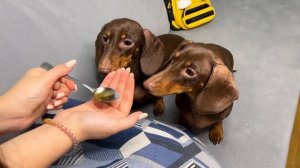 АРИАНА ПЕРЕПУТАЛА ЛЕКАРСТВА!? ЧАПИТОСАМ СТАЛО ПЛОХО?