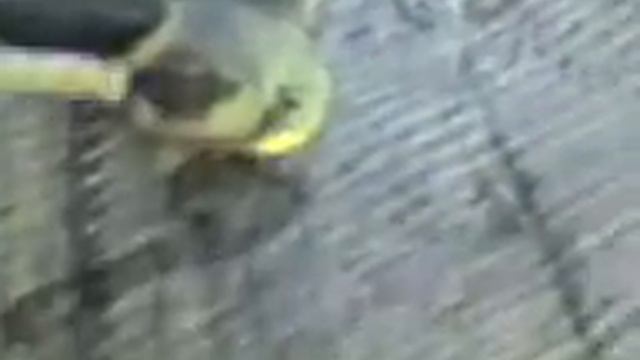 просто щитень смотреть онлайн