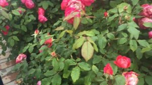 английская парковая роза Бенджамин Бриттен