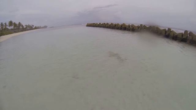 Maldives Kuredu Shark at the beach смотреть онлайн