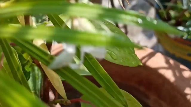 Clematis beautiful aromatic flowering vine | flowering vine for pot | full information and care tip смотреть онлайн