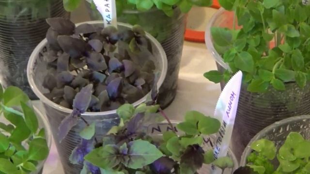 Сажаем базилик