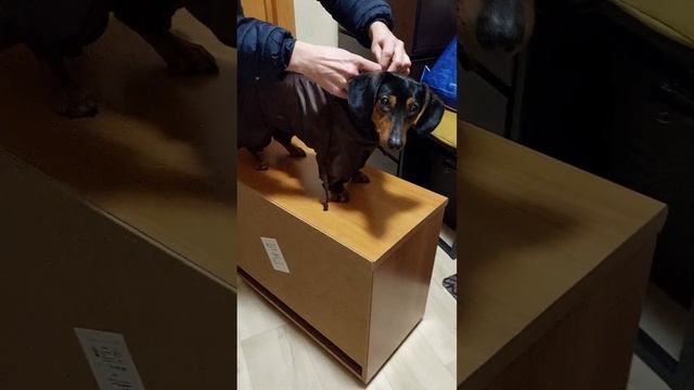 Такса коричневый смотреть онлайн