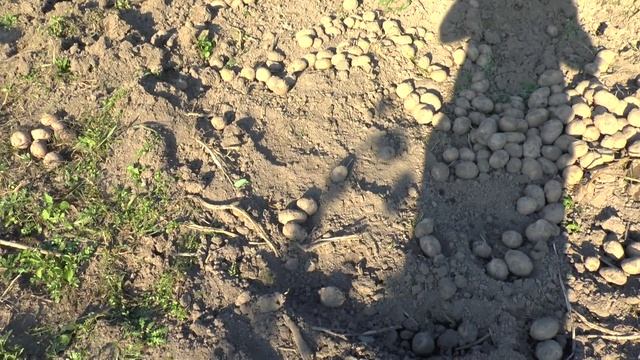 Сбор урожая картофеля на даче. смотреть онлайн