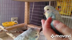 Птенцы Выставочные Волнистые Попугаи - Чехи