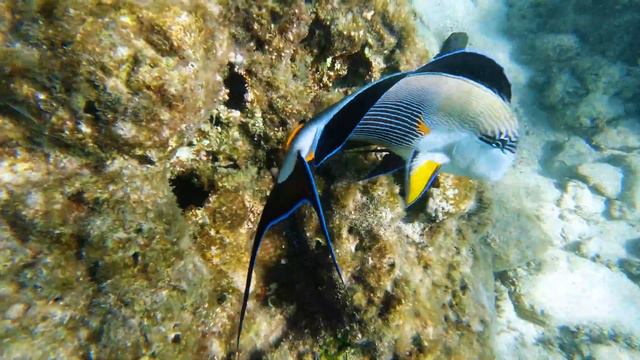 Красное море. Египет. Хургада. смотреть онлайн