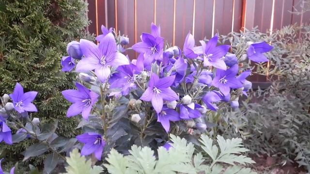 Летний обзор моих цветов | Красивый сад зимой | Ландшафтный дизайн | Подарки смотреть онлайн