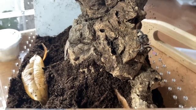 Unboxing SCARY! RECLUSE! and JUMPING SPIDER PAIRS with Mr. tarantula kat смотреть онлайн