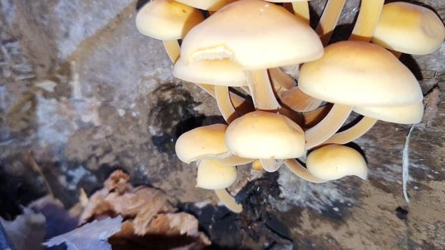 Желтые опята на срезе дерева смотреть онлайн