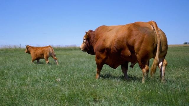 Limousin Cattle Breeders Society of South Africa смотреть онлайн