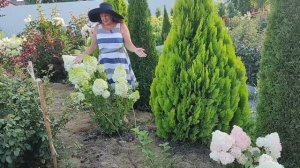 Гортензия Полярный медведь: 5 признаков сорта | Гортензия Полярный медведь: описание сорта