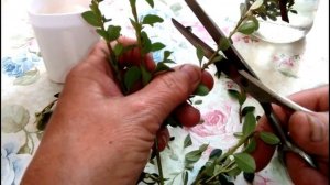 РАЗМНОЖЕНИЕ КОМБИНИРОВАННЫМИ ЧЕРЕНКАМИ. КИЗИЛЬНИК ДАММЕРА