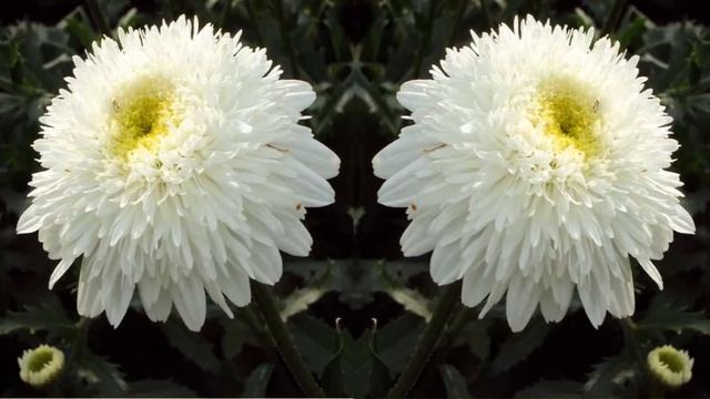 Нивяник смотреть онлайн