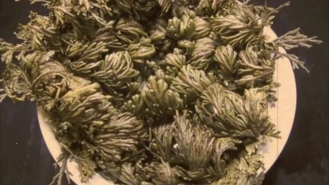 Pteridology - Selaginella lepidophylla смотреть онлайн