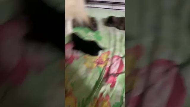 Шит-цу + шпиц и такие вот лапочки) смотреть онлайн