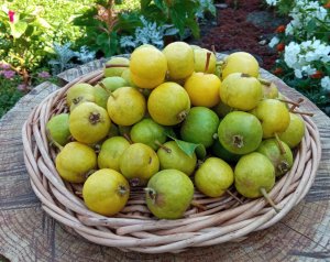 Рыжик - сорт груши